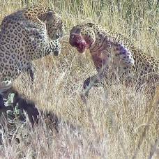 Леопарды упустили добычу из-за драки