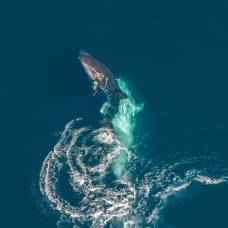 Брачный ритуал китовых акул: первые фото в истории