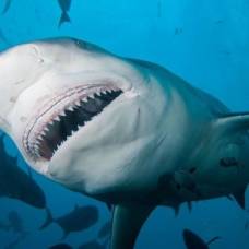 10 самых опасных акул