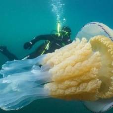 У побережья великобритании заметили редкую медузу размером с человека