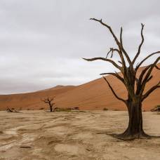 Намибия. мёртвое болото