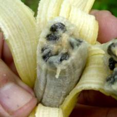 Опасная эпидемия бананов добралась до южной америки