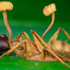 Как грибы-паразиты превращают муравьев в зомби?