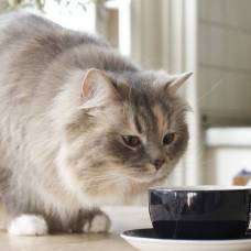 19 миллионов кошек помогли узнать, как меняется вес этих домашних животных на протяжении жизни