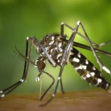 Радиация и биологическое оружие уничтожило комаров в китае