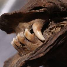 14 тысяч лет в мерзлоте: расшифрована самая древняя рнк