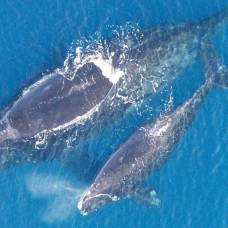 За два месяца вымерло два процента северных гладких китов