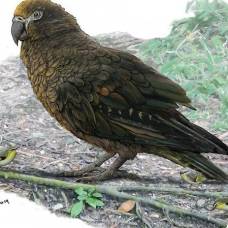 В новой зеландии найдены останки вымершего попугая-гиганта