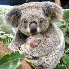 В австралии выбрали самую милую кроху-коалу