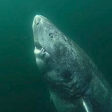 Эта древняя акула является старейшим в мире живым позвоночным в возрасте 512 лет