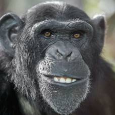 Почему шимпанзе бросаются какашками?