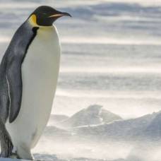 В новой зеландии нашли останки пингвина ростом с человека