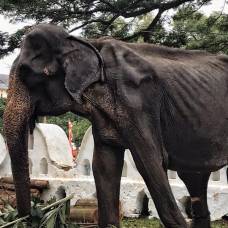 Истощенная слониха развлекает посетителей фестиваля: зоозащитники бьют тревогу