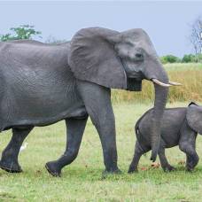 Слоненок поможет ученым изучить язык слонов