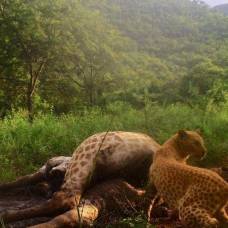 Редчайший «земляничный» леопард замечен в южной африке