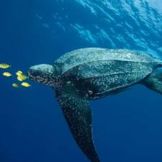 Черепахи начали питаться пластиком