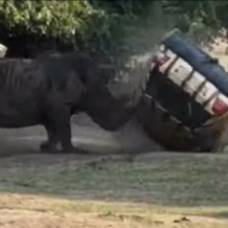 Носорог напал на автомобиль в сафари-парке