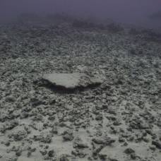 Уникальный коралловый риф на гавайях уничтожен ураганом