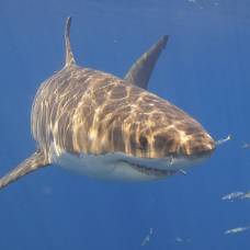 Почему белые акулы исчезли из вод южной африки?