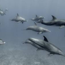 Почему туристам в новой зеландии запретили плавать с дельфинами?