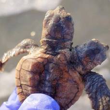 Найдена редкая двухголовая черепаха