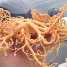 Рыбачка поймала загадочное существо с тонкими оранжевыми щупальцами