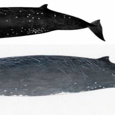 У побережья японии найден новый вид китов