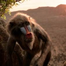 Голосовое общение обезьян сложнее, чем считалось раньше