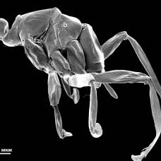 Dicopomorpha echmepterygis - cамое маленькое насекомое в мире