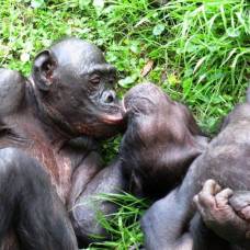 Почему самки бонобо практикуют однополый секс
