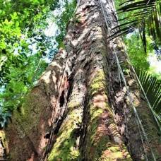 В амазонии обнаружили дерево высотой с 25-этажный дом