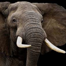 Действительно ли слоны ничего не забывают?