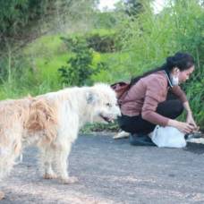 Тайский хатико: верный пес ждал своих хозяев на одном месте четыре года и дождался...