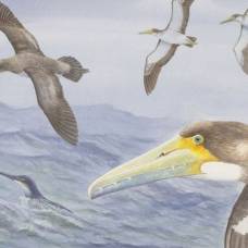 В новой зеландии нашли одну из древнейших в мире птиц