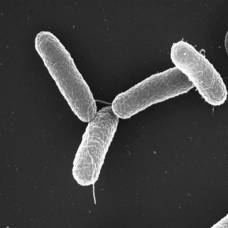 В африке нашли новых бактерий рода сальмонеллы