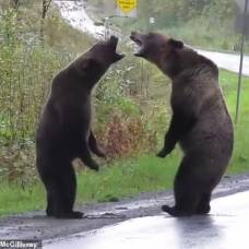 Драка двух медведей гризли на дороге попала на видео
