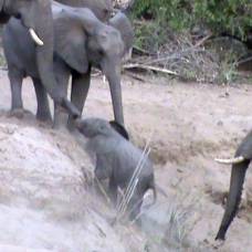 Как слоны помогают детенышу выбраться на высокий берег