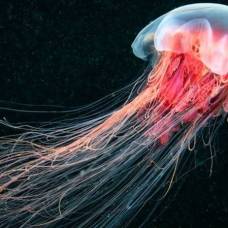 Как медузы восстанавливают утраченные ткани?