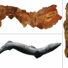 Ученые впервые обнаружили полный скелет древней акулы