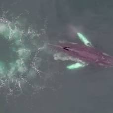 Как киты с помощью пузырей ловят добычу