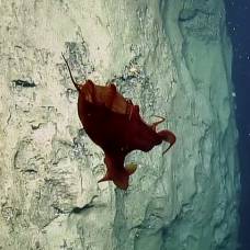 Необычного глубоководного осьминога сняли на видео