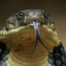Почему у змеи раздвоенный язык