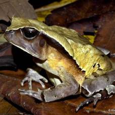 Африканская жаба умело маскируется под гадюку