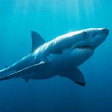 Белые акулы ежегодно собираются в группы у берегов австралии, но непонятно зачем