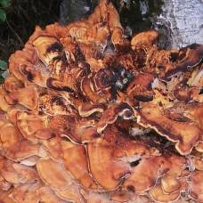Найден самый большой в истории гриб
