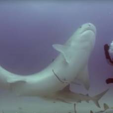 Редкий момент: акула впала в транс