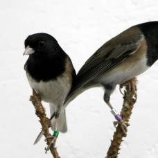 Раскрыто влияние бактерий на общение и спаривание птиц