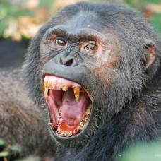Голодные шимпанзе воруют и убивают детей в африке