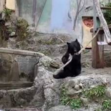 Необычное развлечение гималайского медведя в зоопарке