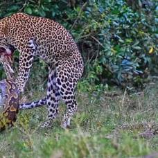 Битва леопарда и питона